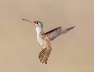 Violet Crowned Hummingbird. Using different backgrounds the bird becomes more interesting and blends with the colors. These birds are native to Mexico and brighten up most gardens where flowers bloom.