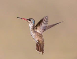 Fototapeta premium Violet Crowned Hummingbird. Using different backgrounds the bird becomes more interesting and blends with the colors. These birds are native to Mexico and brighten up most gardens where flowers bloom.