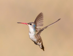 Violet Crowned Hummingbird. Using different backgrounds the bird becomes more interesting and blends with the colors. These birds are native to Mexico and brighten up most gardens where flowers bloom.