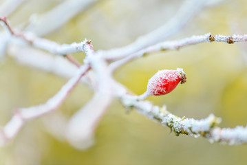 Hagebutte eisig und gefroren im Winter. Hagebutte rot mit Raureif bei Frost