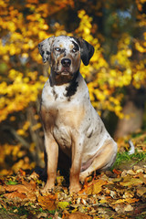 Young Louisiana Catahoula Leopard dog sitting in autumn park around fallen yellow leaves