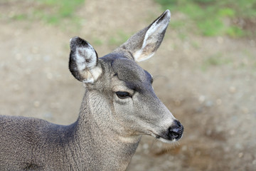 Mule Deer
