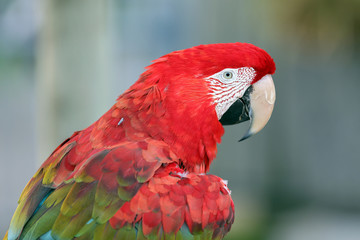 Green-Winged Macaw