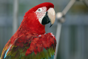 Green-Winged Macaw