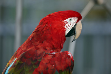 Green-Winged Macaw