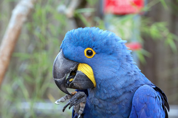 Hyacinth Macaw