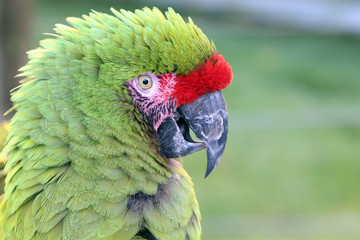 Military Macaw