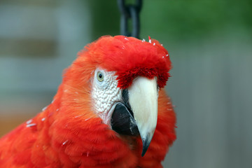 Scarlet Macaw