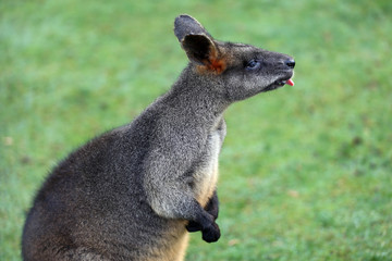 Swamp Wallaby