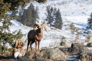 Naklejka premium Bighorn Sheep Graze in Yellowstone National Park