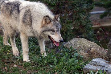 Fototapeta premium Gray Wolf