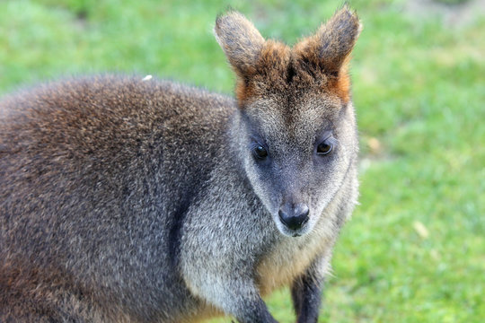 Swamp Wallaby