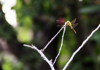 Dragonfly on a twig