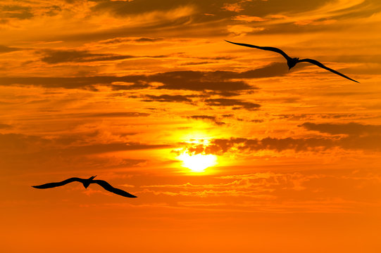 Birds Silhouettes Flying