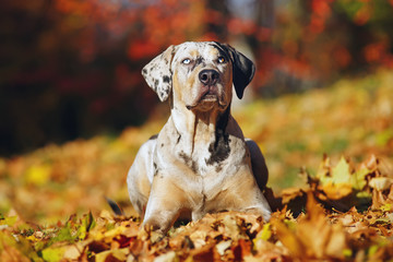 Young Louisiana Catahoula Leopard dog lying down in autumn park around fallen yellow leaves