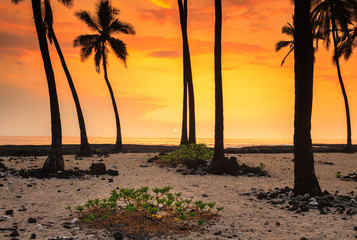 On A Beach In Hawaii