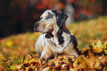 Young Louisiana Catahoula Leopard dog lying down in autumn park around fallen yellow leaves and dreaming