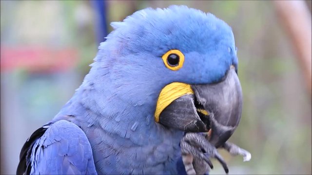 The hyacinth macaw, or hyacinthine macaw, is longer than any other species of parrot.