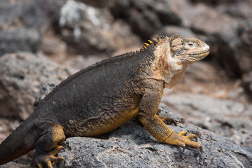 Galapagos Land Iguana