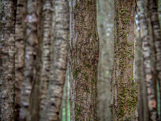 Trees, trees, and more trees - East Coast Canada