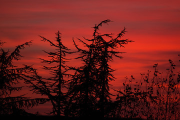 Arbre et coucher de soleil