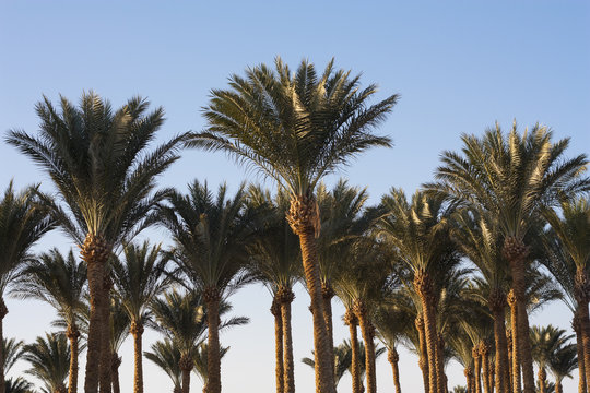 Palm trees beautiful tropical sunset at beach photo