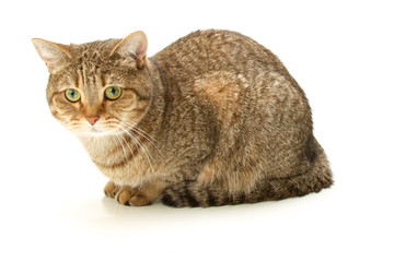 British Shorthair cat 2 / isolated, studio shot