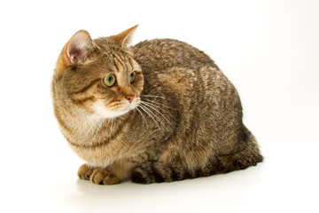 British Shorthair cat 3 / isolated, studio shot