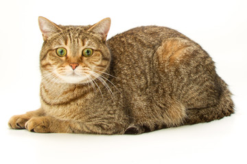 British Shorthair cat 4 / isolated, studio shot