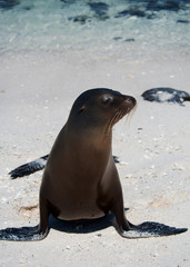 Obraz premium Sea Lion on Mosquera Island