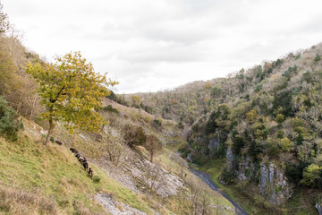 Soay sheep on slopes of Cheddar Gorge. Line of hardy sheep grazing steep terrain in the Mendip Hills, Somerset, England, UK