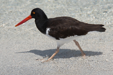 American Oystercatcher