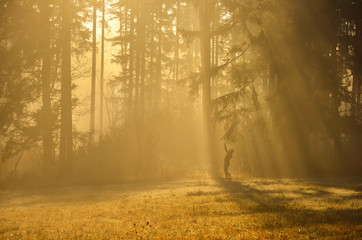 Girl in morning rays during calm autumn morning between forest and meadow
