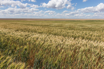 Wheat Fields