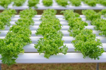 Sprout hydroponic vegetables growing in greenhouse, Thailand, Fr