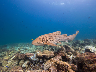 Leopard shark in the shallows