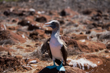 Blue-Footed Booby