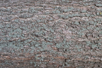 Close Up of Old Bark Tree Texture, Pattern