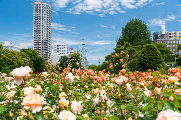 札幌大通公園　バラ