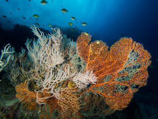 Fototapeta na wymiar Gorgonian sea fans on a coral reef in Thailand