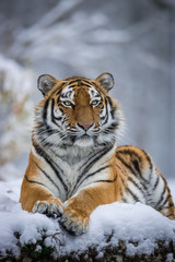 Fototapeta na wymiar Tiger in Snow