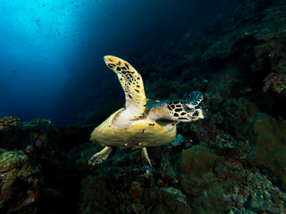 Obraz na płótnie Canvas Hawksbill turtle