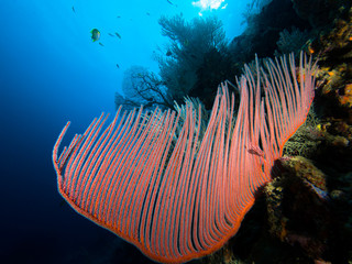 Harp coral at Koh Bida Nok, Thailand