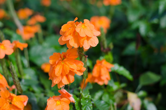 Orange Flower, Crossandra, Barleria strigosa Willd