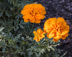 Marigolds, Autumn