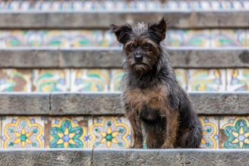 Dog on the 18th century Staircase of Santa Maria del Monte, main landmark of Caltagirone, Sicily. The town is famous for it's maiolica and terra-cotta wares.