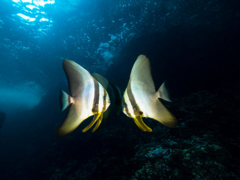 Two Batfish Facing Eachother