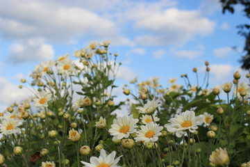 白い小さな菊の花畑