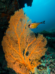 Gorgonian sea fan and a cave sweeper
