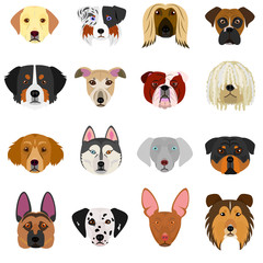 dog faces set on white background